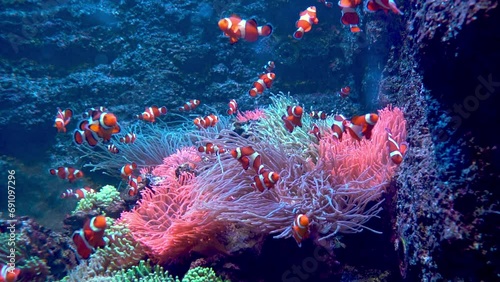 Red-and-white striped fish clown. Fish swim among algae and coral reefs. Ocean floor. Sea life. Shoal of clownfish.