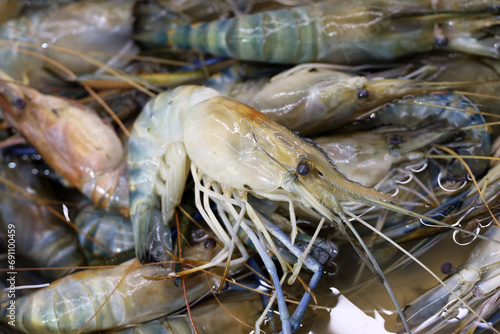 Freshly caught shrimp close up. Fresh prawns on fish market, background for fishing industry