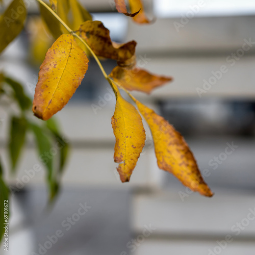 Fraxinus velutina a Vibrant Autumn Branch Contrasting with a Majestic Urban Structure photo