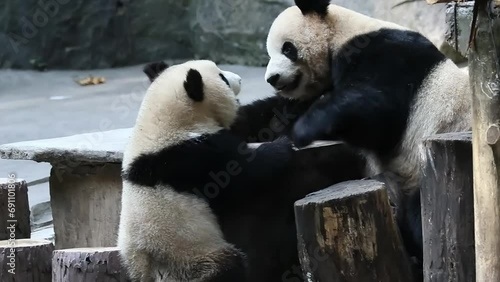 Precious Moment of Mother Panda and her baby photo