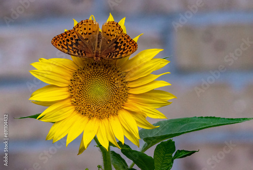 Great Spangled Fritillary Nectaring on common sunflower.