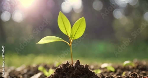 tree seedlings growing in the ground, protecting the environment, ecology concept, earth day photo