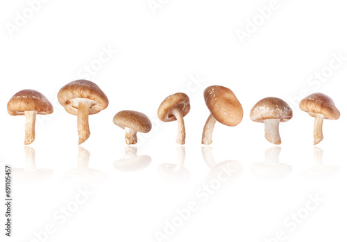 Set of shiitake mushrooms (Lentinula edodes) isolated on a white background