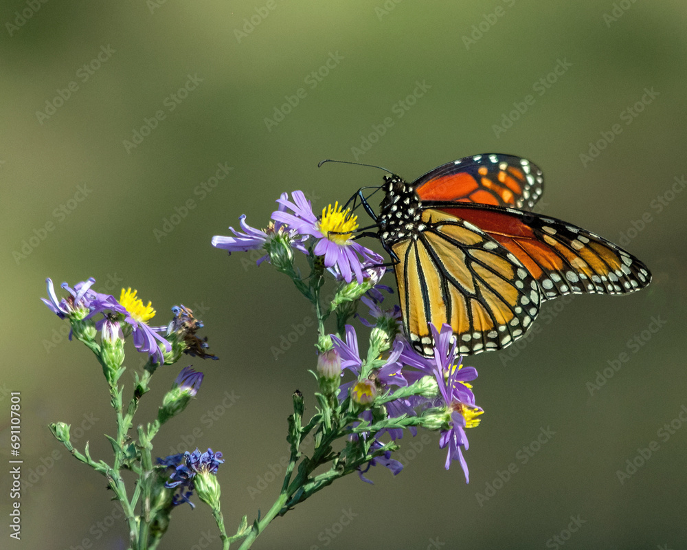 Fototapeta premium Monarch butterfly nectaring on Aster.