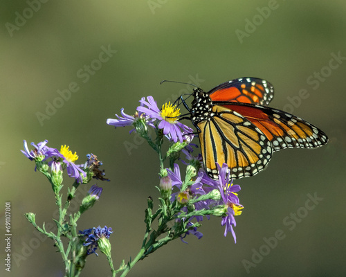 Monarch butterfly nectaring on Aster. photo