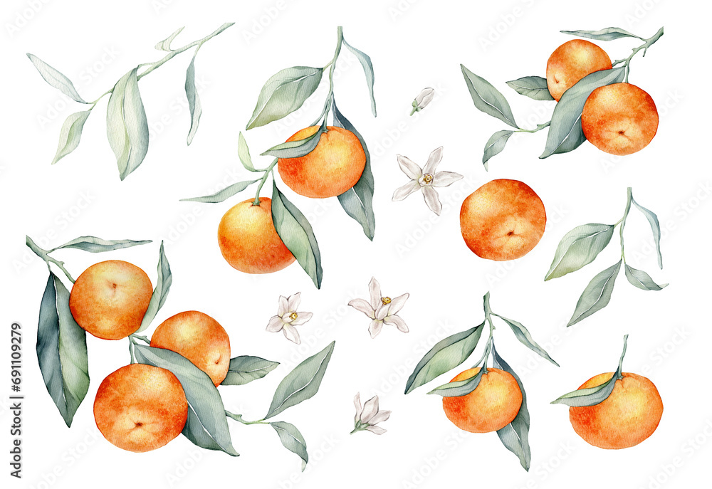 Obraz premium Set of mandarin branches with green leaves and flower. Hand drawn tangerines isolated background. Watercolor clipart illustrations. collection of citrus fruits. orange botanical painting