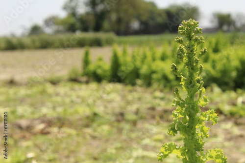 Selective focus shot of a flowering plant called Rumex confertus photo