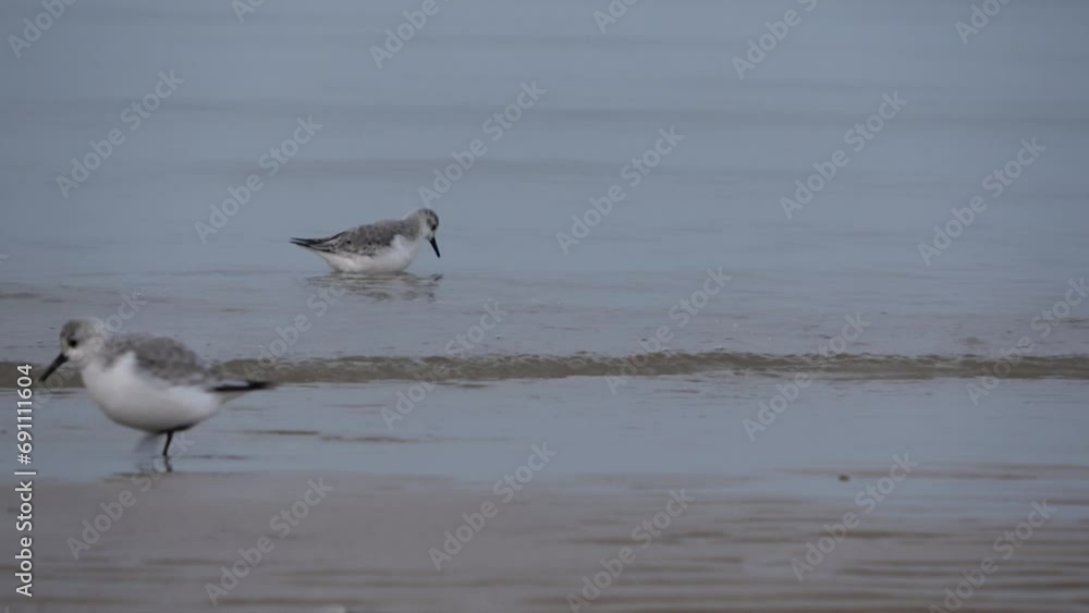 Sanderlinge, Watvögel im Wattenmeer der Nordseeküste bei der Nahrungssuche, Calidris alba Sanderlinge, Watvögel im Wattenmeer der Nordseeküste bei der Nahrungssuche, Calidris alba