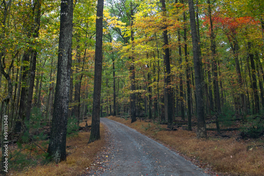 Obraz premium Cook Forest State Park