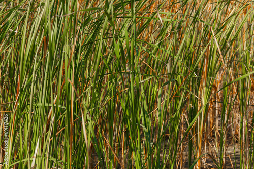 Tall green grass in a field of reeds