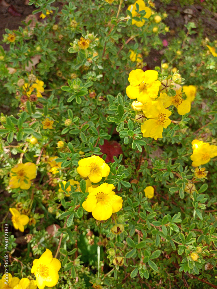 Flowers of yellow cinquefoil Potentilla on a bush. Vertical photo, close-up