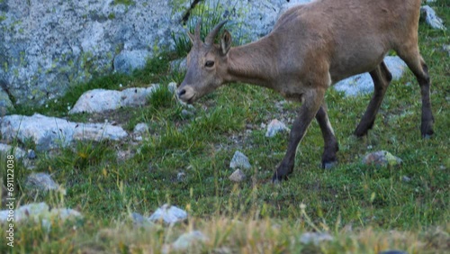 Mountain goat walks on green grass and looks for food