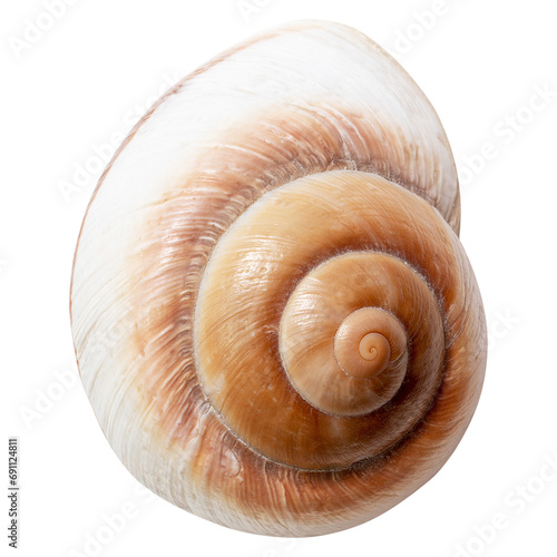 Large empty ocean snail shell on a transparent background. Undersea Animals. Sea shells.