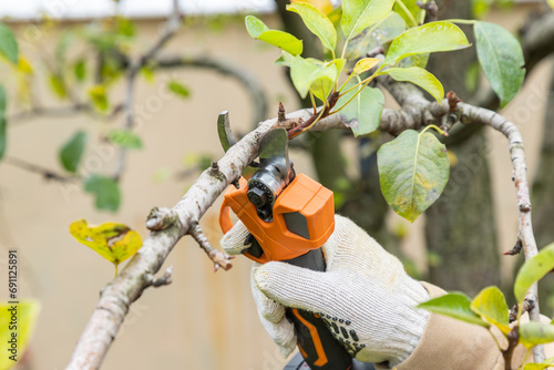 Fotografie Cutting branches on fruit tree using battery powered pruning secateurs