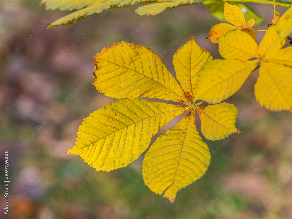 Yellow Horse chestnut leaves in autumn