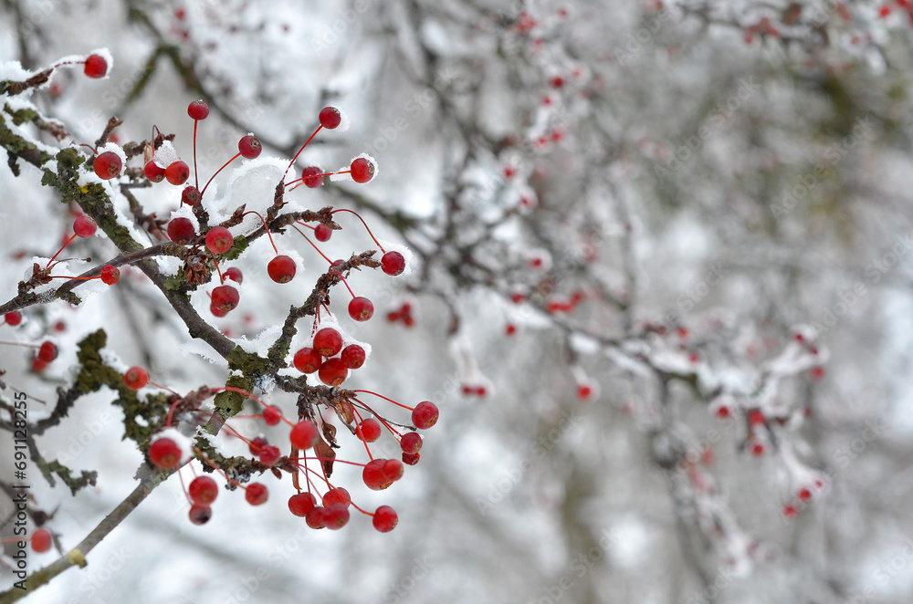 Closeup winter red berries on a snow covered tree branches in wintertime. Free copy space. Closeup winter red berries on a snow covered tree branches in wintertime. Free copy space.
