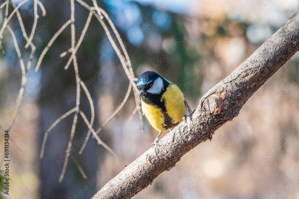 Naklejka premium Cute bird Great tit, songbird sitting on the branch with blurred background