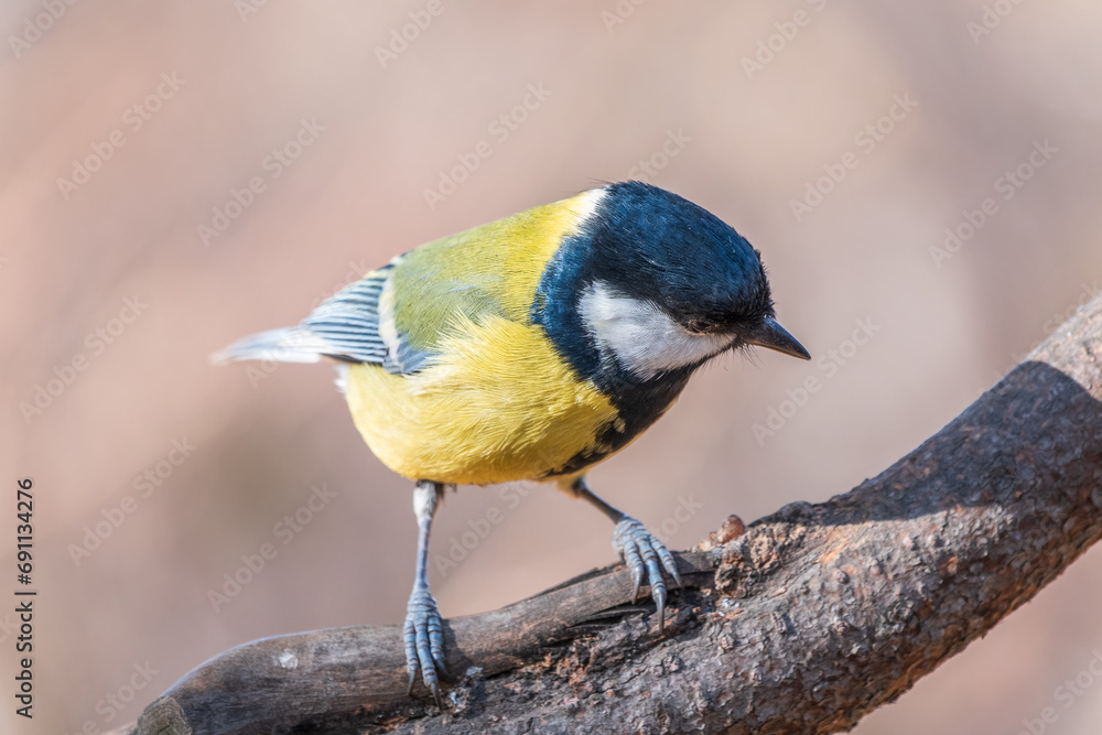 Fototapeta premium Cute bird Great tit, songbird sitting on the branch with blurred background