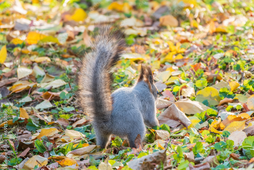 Squirrel in autumn hides nuts on the green grass with fallen yellow leaves Squirrel in autumn hides nuts on the green grass with fallen yellow leaves