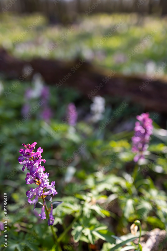 Obraz premium Hollow smokestack (Corydalis cava), spring forest, Southern Moravia, Czech Republic