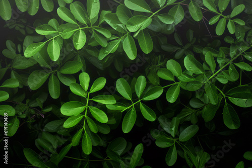 Plantas arbustos de hojas redondeadas verdes vistas desde arriba. photo