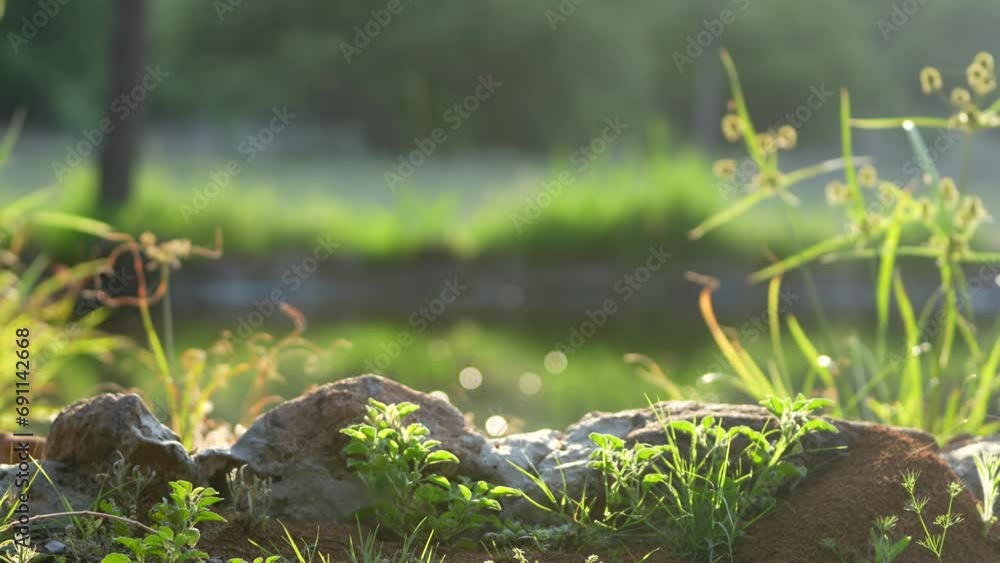 A beautiful nature scene at sunset with lush green grass at a pond with pond flies flying around. Tranquil scene that helps to reflect and gain inner peace A beautiful nature scene at sunset with lush green grass at a pond with pond flies flying around. Tranquil scene that helps to reflect and gain inner peace