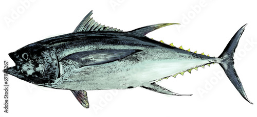 Tuna fish isolated realistic illustration. Black fin tuna. Yellow tuna Atlantic tuna fish. Hand drawn. 