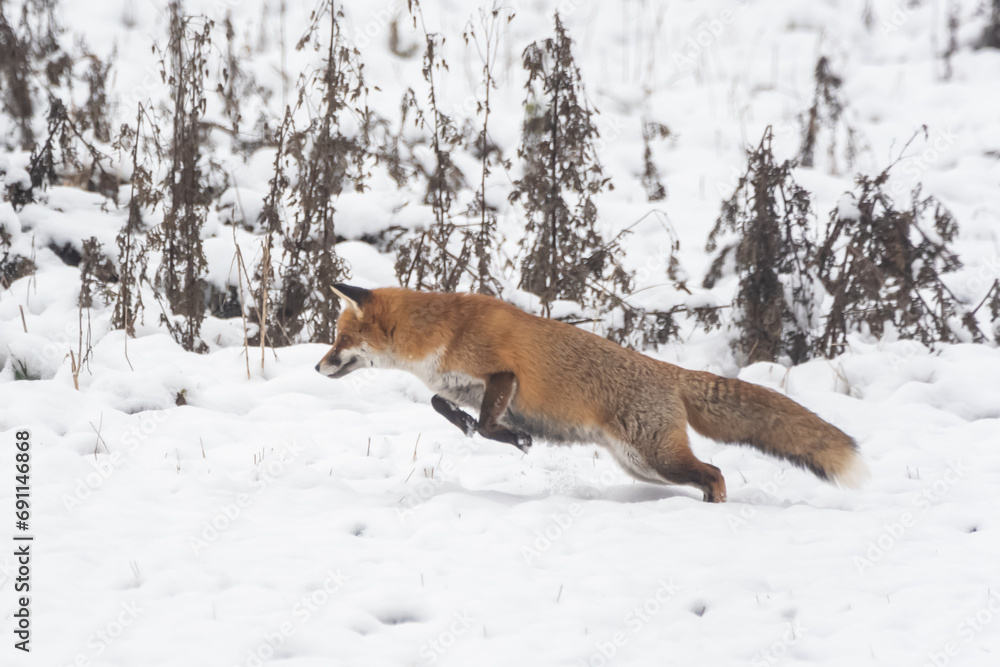 Obraz premium Fähe im Schnee bei der Jagd