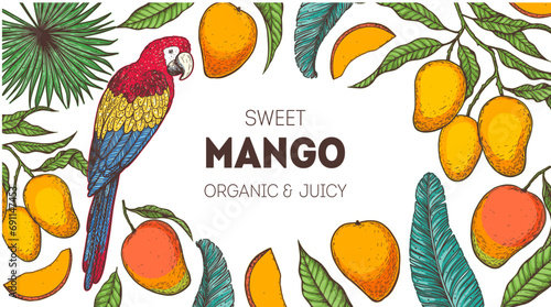 Ripe mango and parrot bird. Hand drawn vector illustration. Tropical fruit. Packaging design, menu design, juice packaging. Mango frame.