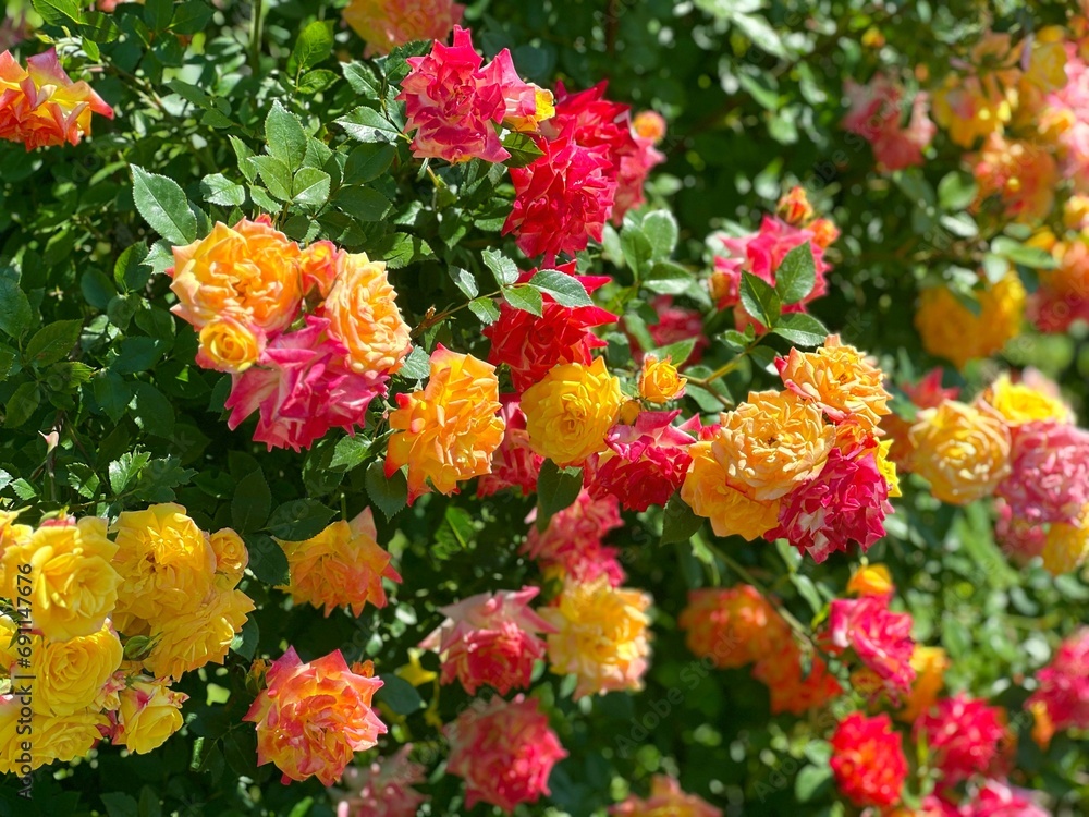 Rose bush red yellow flowers in the garden. Rose bush red yellow flowers in the garden.