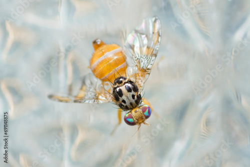 Selective focus on Mediterranean fruit fly, Ceratitis Capitata