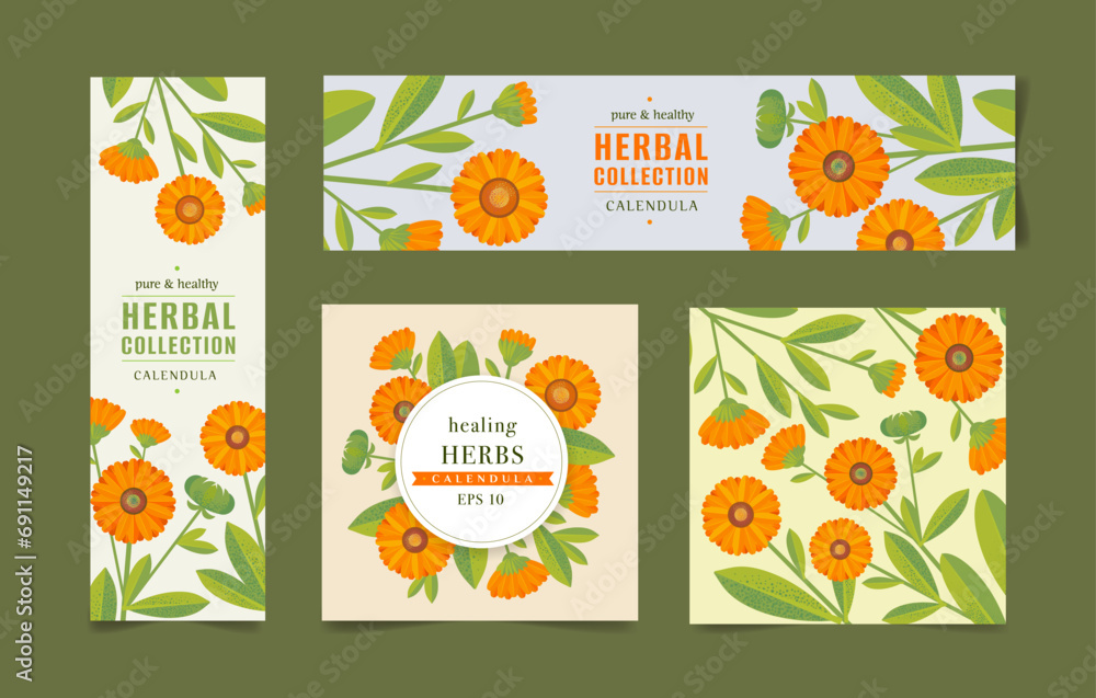 Vector drawing of calendula. Isolated flower and leaves. Detailed botanical sketch of tea, organic cosmetics, medicine, aromatherapy Vector drawing of calendula. Isolated flower and leaves. Detailed botanical sketch of tea, organic cosmetics, medicine, aromatherapy
