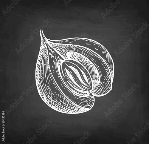 Nutmeg fruit chalk sketch.