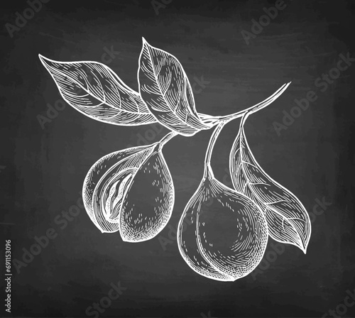Nutmeg branch chalk sketch.