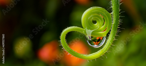 water drop on a flower - macro photo