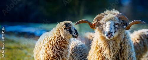 a sheep herd with ram (breed - valaska) close up in winter photo