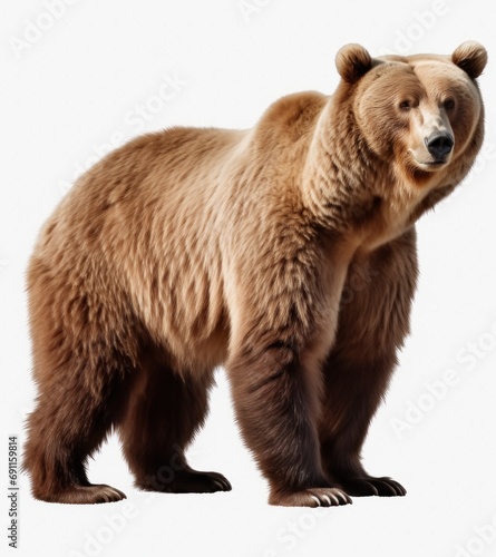 the grizzly bear standing on transparent background
