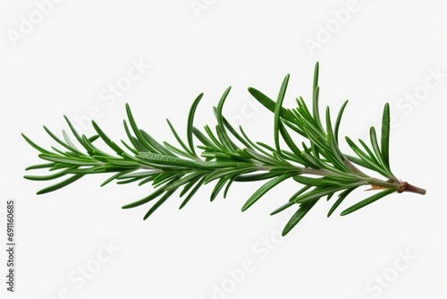 A single sprig of rosemary placed on a clean white background. This versatile image can be used for various culinary  herbal  or natural-themed projects