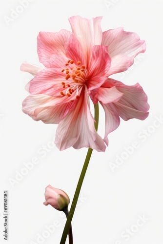 A beautiful pink flower with a clean and simple white background. Perfect for adding a touch of elegance to any project