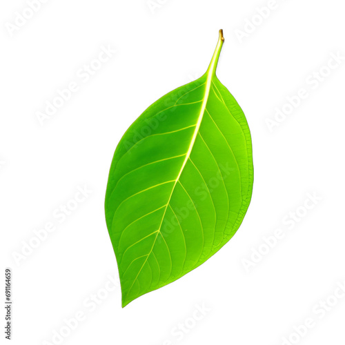 one green leaf isolated on white background.  PNG  file 