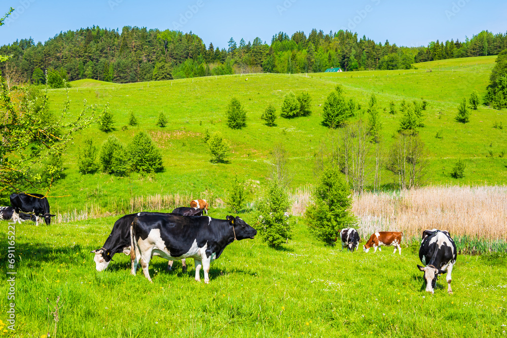 Fototapeta premium Cattle grazing on green pasture area in spring , Suwalki Landscape Park, Podlasie, Poland