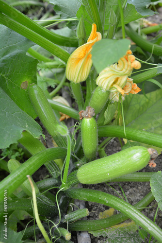 Flowering and fruits courgette