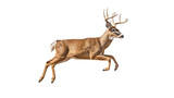 a Whitetail buck deer in motion, side view, isolated and transparent PNG in a Wildlife-themed, photorealistic illustration. Generative ai