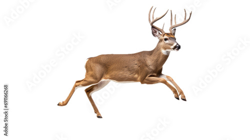 a Whitetail buck deer in motion, side view, isolated and transparent PNG in a Wildlife-themed, photorealistic illustration. Generative ai