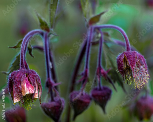 The blooming flowers of the river gravitate are photographed in close-up. photo