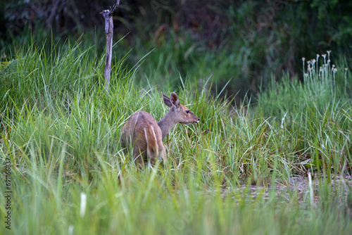 A beautiful female bushbuck in the lush green bush veld grazing and looking for predators