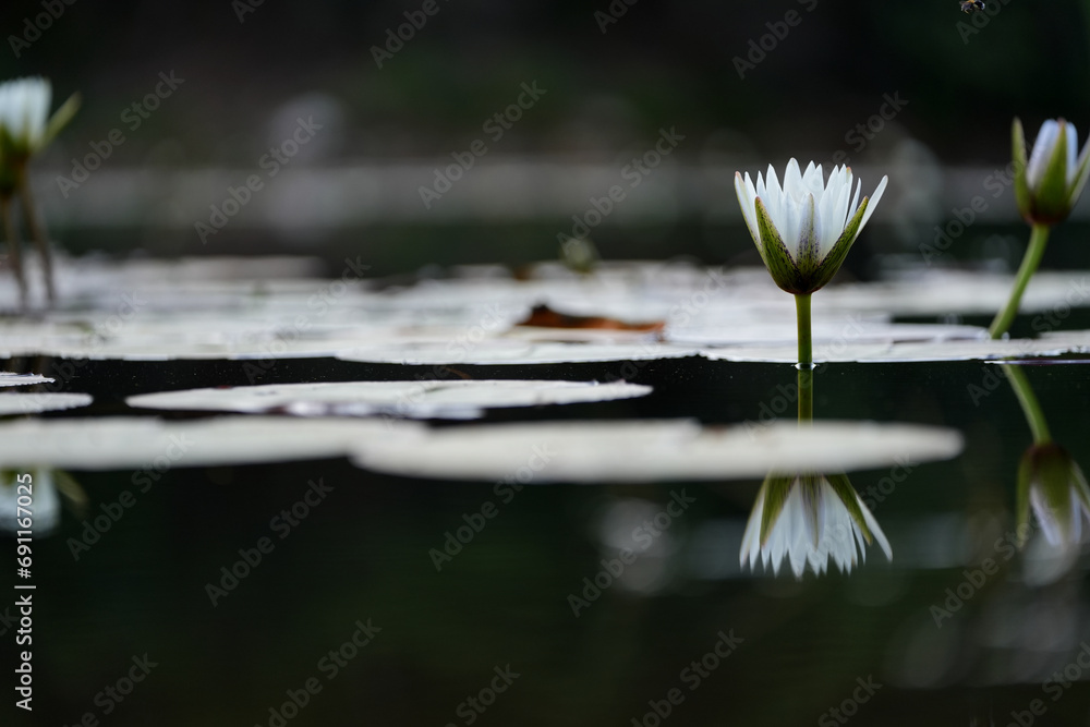 Beautiful Water lily with a stunning reflection in pond opening up as the sun is rising. - obrazy, fototapety, plakaty 