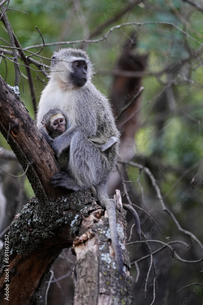 Baby Vervet monkey with its mom holding on for security and being caressed and learning about being a monkey. Taken in a holiday resort in South Africa