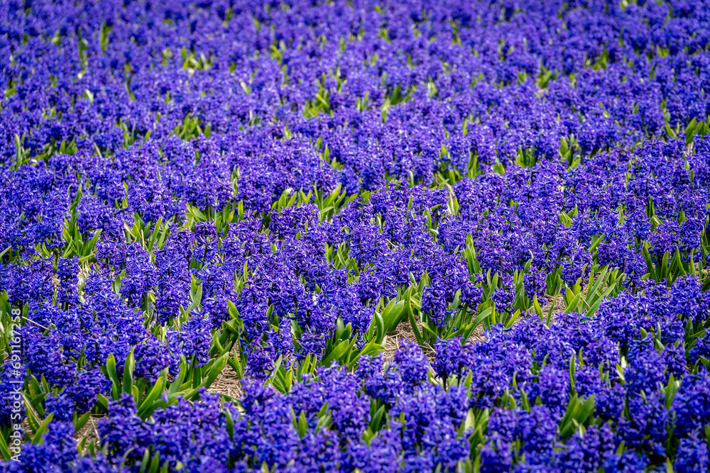 Obraz premium Fields full with purple hyacinths in the Bollenstreek