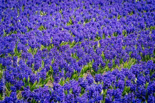 Fields full with purple hyacinths in the Bollenstreek photo